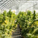 The Definitive List of High-Quality Kratom Vendors