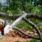 The Ultimate Guide to Tree Removal: What You Need to Know