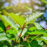 Discover the Best Kratom Strains for Sleep with Happy Go Leafy
