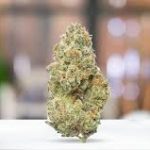 Why THCa Flower Is Gaining Popularity Among Hemp Users